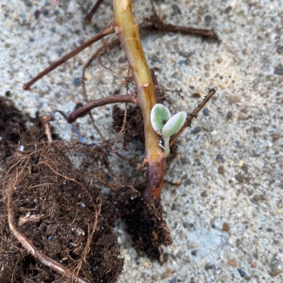 lavender scallop kalanchoe - Picture 3 of 5